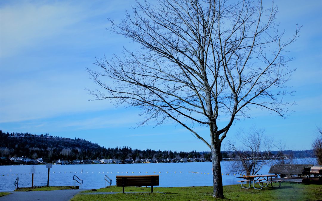 Exploring the Rich Ecosystem of Lake Sammamish