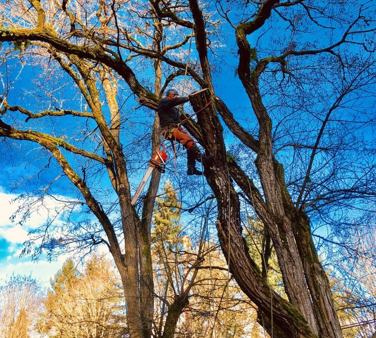 Andy’s Tree Services: Your One-Stop Solution for Tree Care Needs