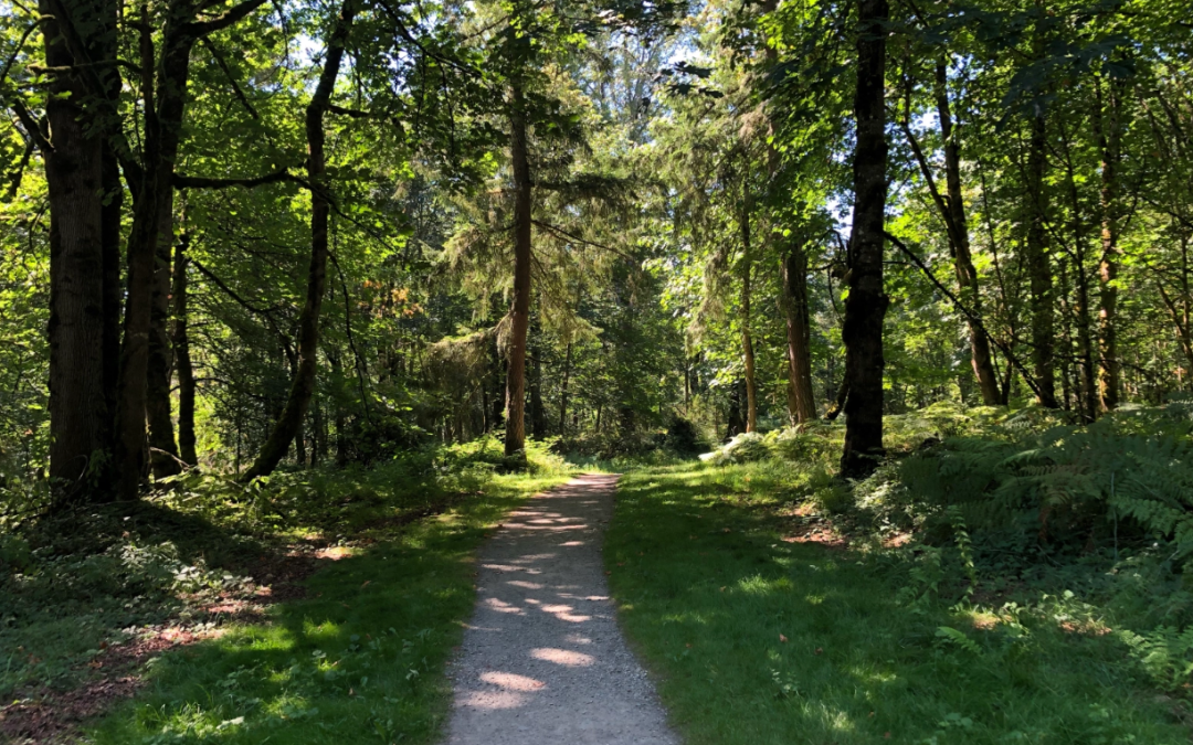 Escape to Tranquility: Exploring the Hidden Gem of Soaring Eagle Park in Sammamish