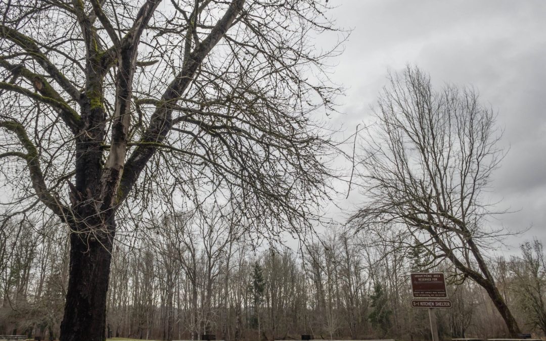 Discover the Magic of Lake Sammamish State Park: From Homestead Trails to Issaquah Creek