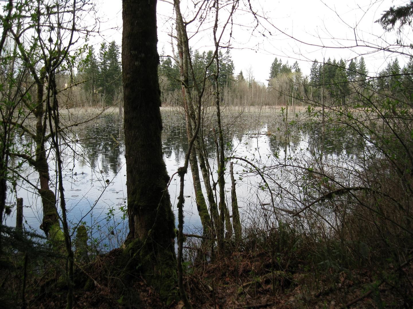 Explore the serene beauty of Hazel Wolf Wetlands, a hallmark of Sammamish's natural landscape.