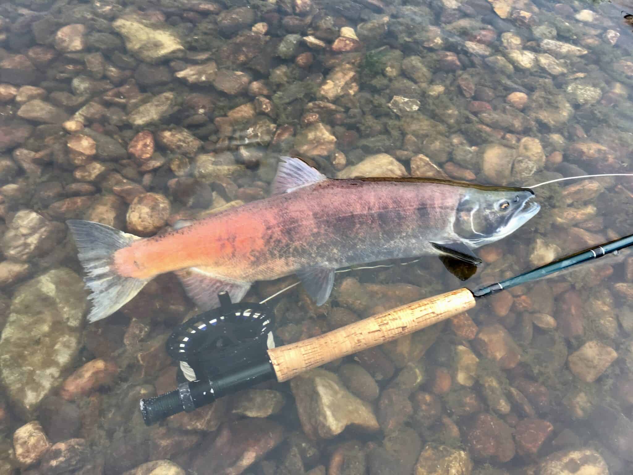 The vibrant ecology of Lake Sammamish: home to the Kokanee salmon.