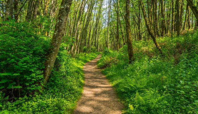 Nature’s Palette: A Fall Journey Through Cougar Mountain Regional Wildland Park