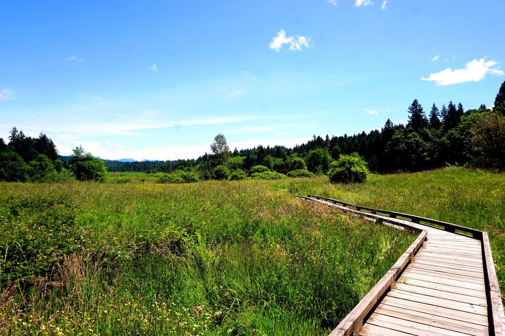 Unveiling Sammamish’s Natural Wonders: Your Guide to Parks and Trails