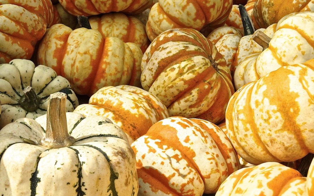 A Guide to the Sammamish Valley Fall Harvest Celebration