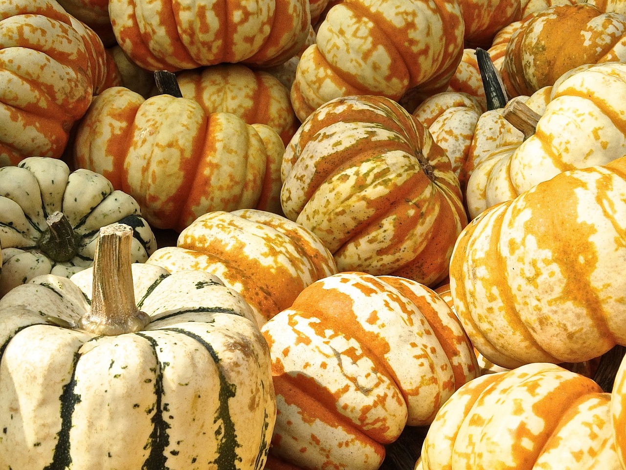 fresh pumpkins