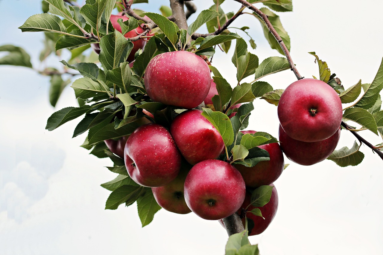 Exploring the Unique Tastes of Spin Cider's Sammamish River Trail