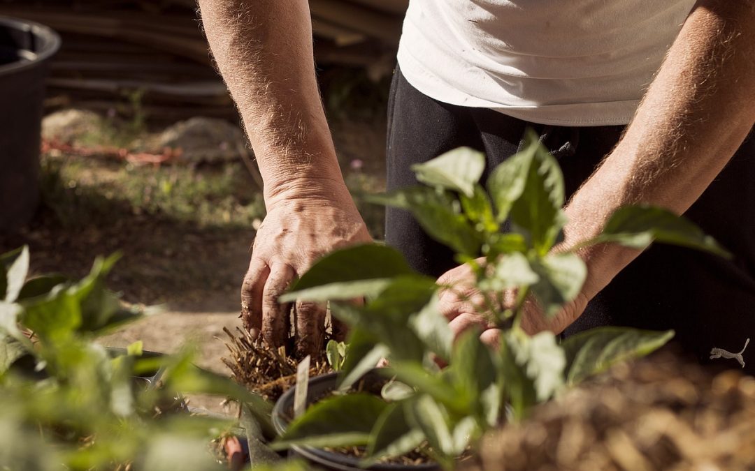 Get Green: Volunteer Details for Lower Commons Park Planting Day